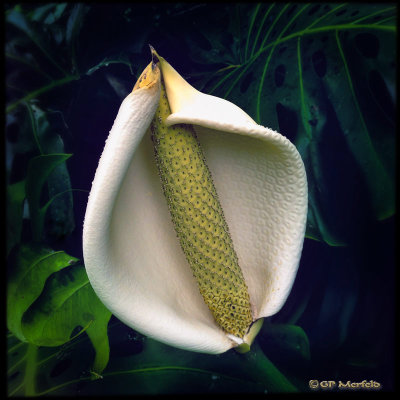 Monstera Fruit