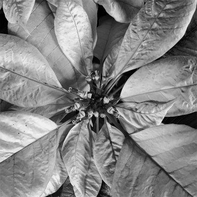 Poinsettia III