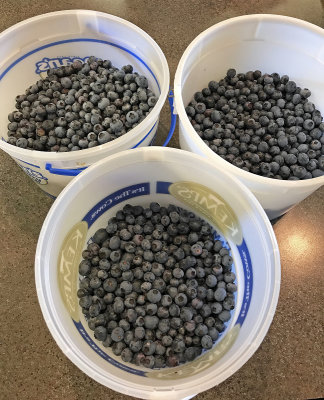 2017 Blueberry harvest