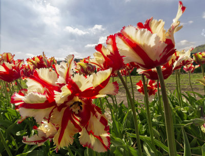 Wild looking tulips