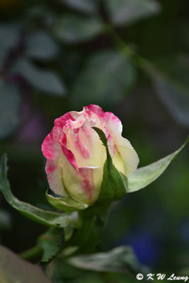 Rose DSC_3352