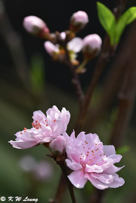 Peach blossom DSC_3331