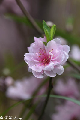 Peach blossom DSC_3319
