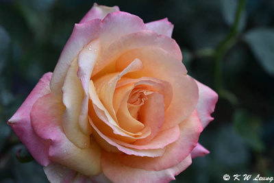 Rose DSC_3452