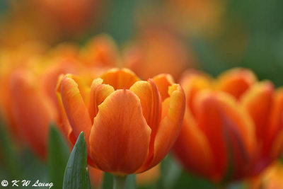 Tulip DSC_3566
