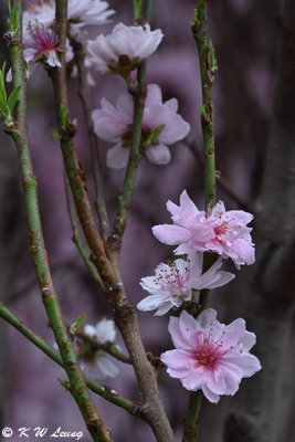 Peach blossom DSC_3603
