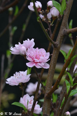 Peach blossom DSC_3595