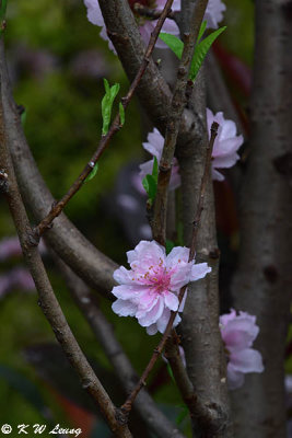 Peach blossom DSC_3596