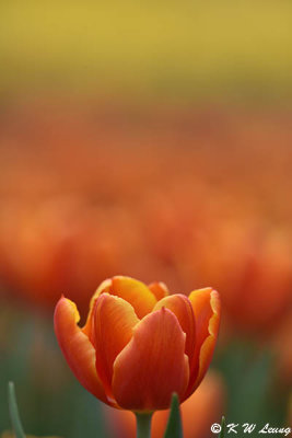 Tulip DSC_3569