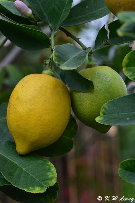 Lemons DSC_3431