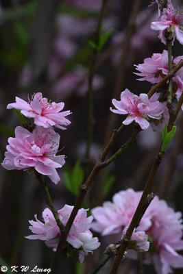 Peach blossom DSC_3598