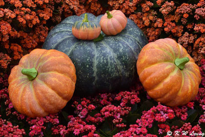 Plumpkins DSC_3697