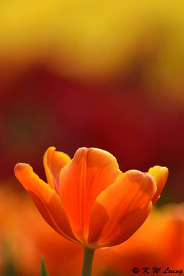 Tulip DSC_3765