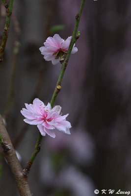 Peach blossom DSC_3336