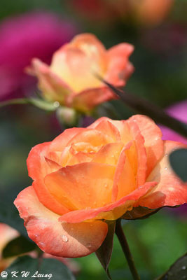 Rose DSC_3731