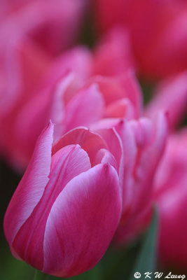 Tulip DSC_3894