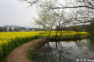 Canola field DSC_4021