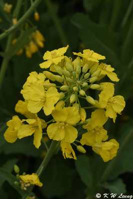 Canola DSC_4026