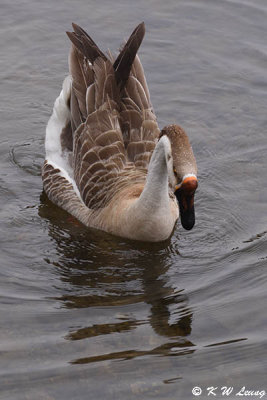 Goose DSC_4409