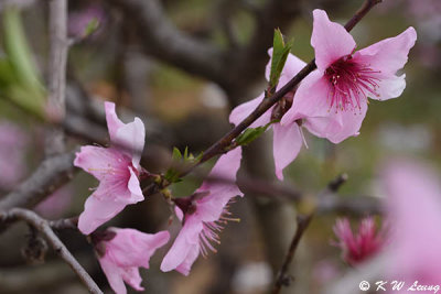 Peach blossom DSC_4748