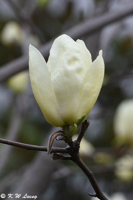 Magnolia DSC_4735