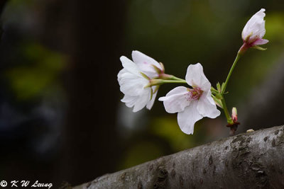 Cherry blossom DSC_4724