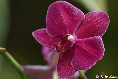 Orchid DSC_3840