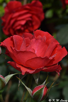 Rose DSC_3291