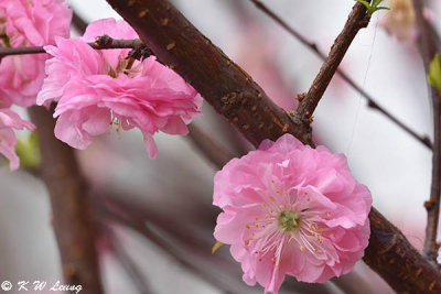 Peach blossom DSC_3712