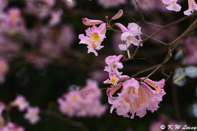 Tabebuia rosea (紅花風鈴木)