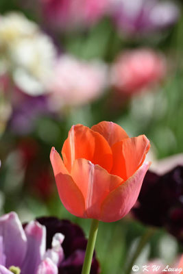 Tulip DSC_5125