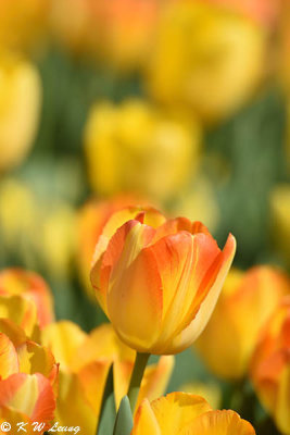 Tulip DSC_5821