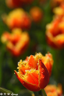 Tulip DSC_5829