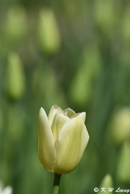 Tulip DSC_5841
