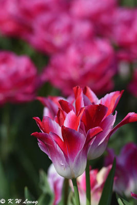 Tulip DSC_5917