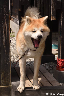 Akita dog DSC_6262