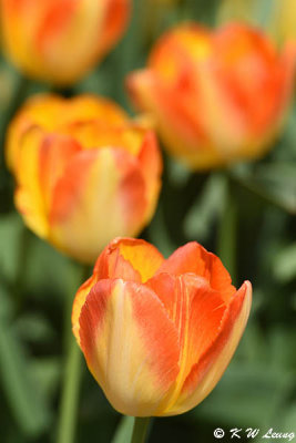 Tulip DSC_5832