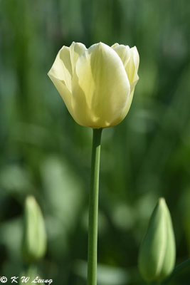 Tulip DSC_5836