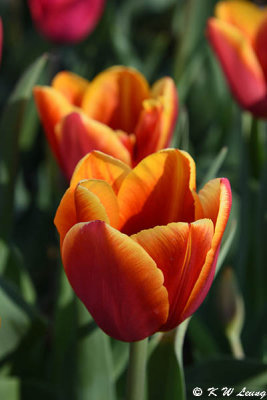 Tulip DSC_5926