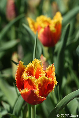 Tulip DSC_5844