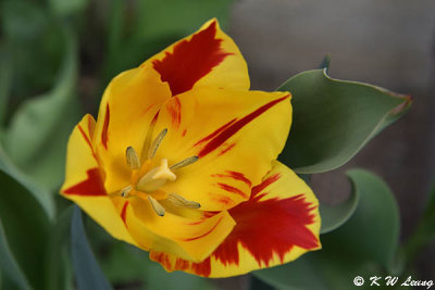 Tulip DSC_6224