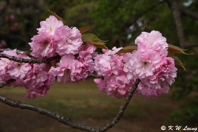 Sakura DSC_5015