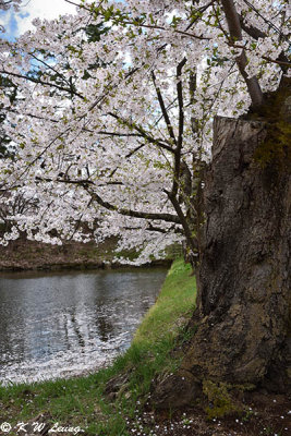 Sakura DSC_6836