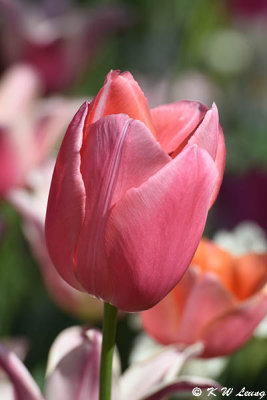 Tulip DSC_5126