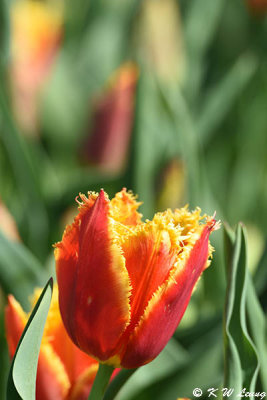 Tulip DSC_5833