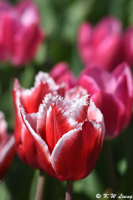 Tulip DSC_5904