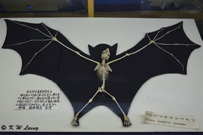 Specimen of Ryukyu flying fox DSC_8101