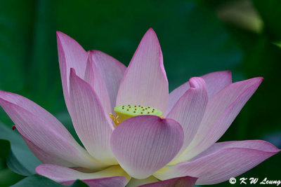 Lotus DSC_7017