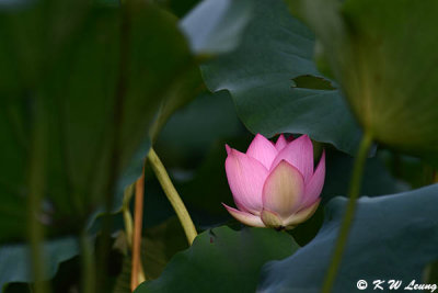 Lotus DSC_7011