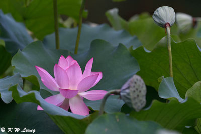 Lotus DSC_7001